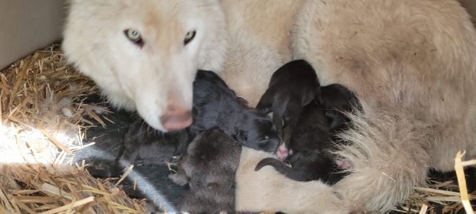 Wolf pups (high content)